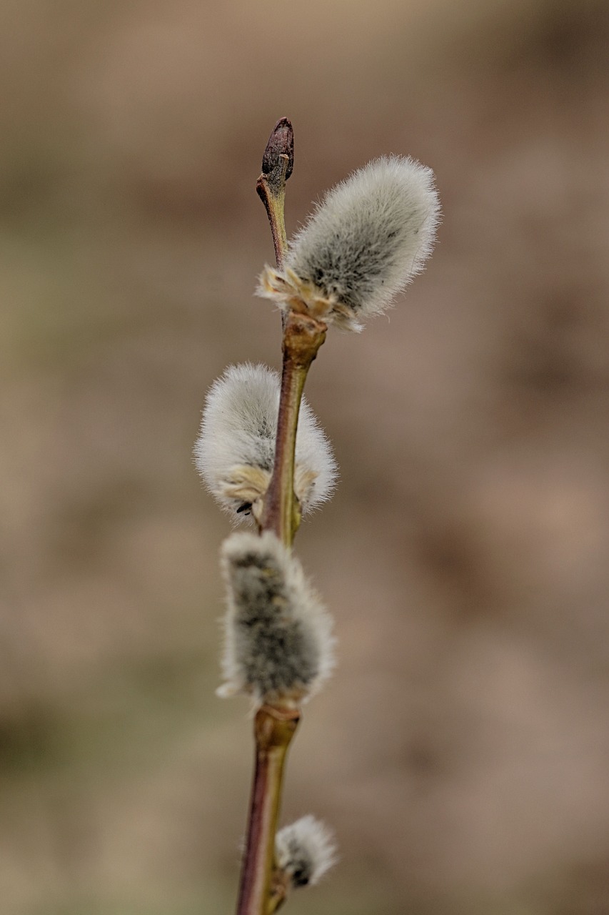 pussy willows  spring  branch free photo