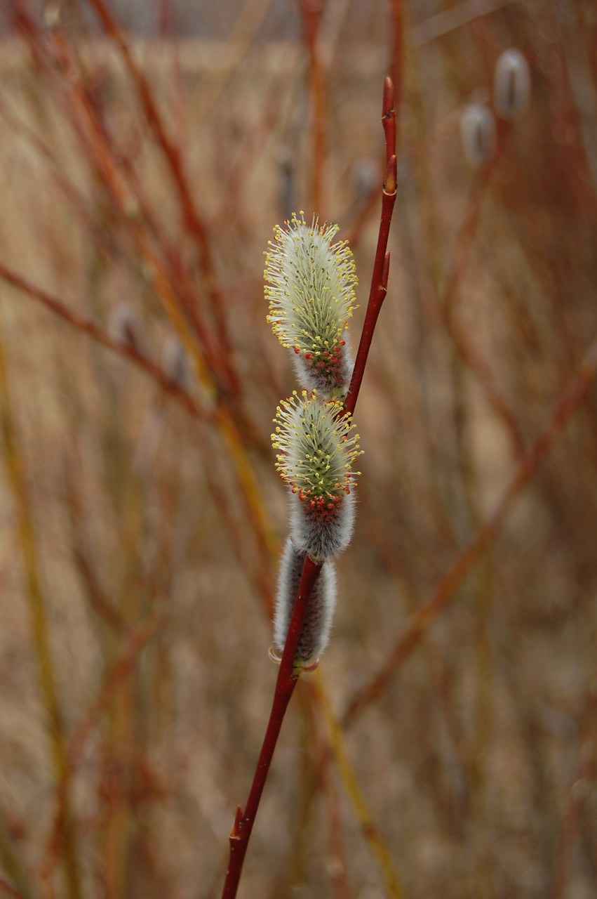 pussy willow flower free photo