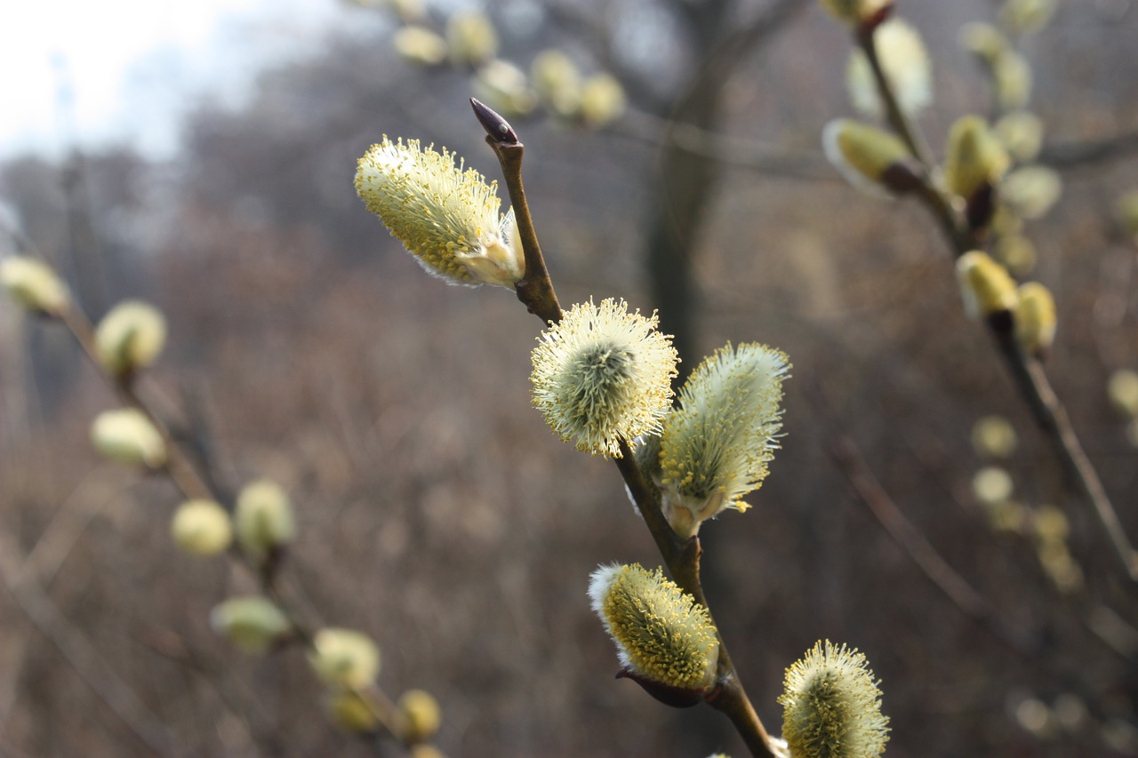 pussywillow spring flowers light green free photo