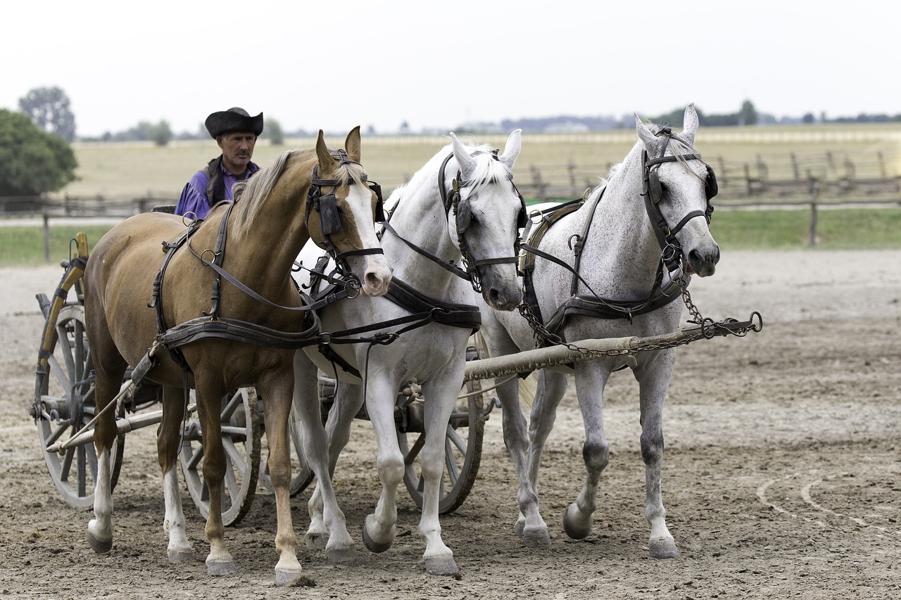 puszta horse farm hungary equestrian demonstration free photo