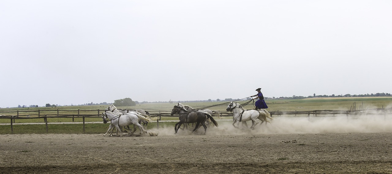 puszta horse farm hungary equestrian demonstration free photo