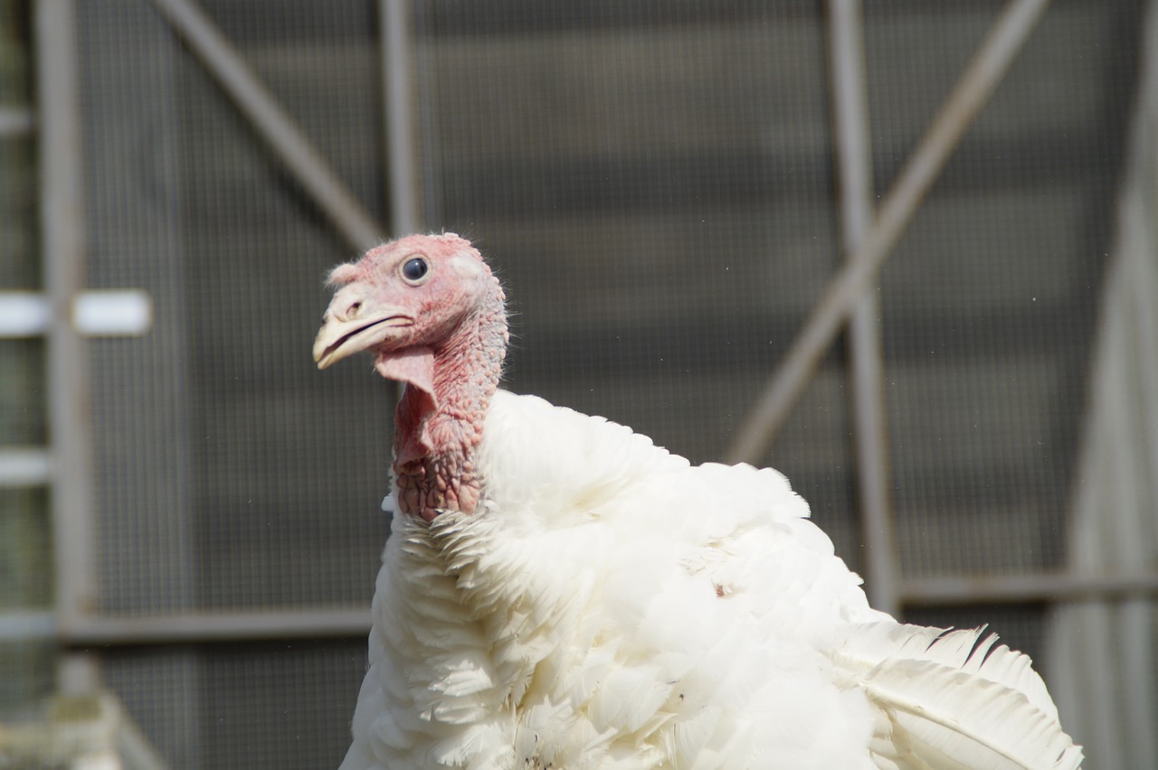puter turkey poultry free photo