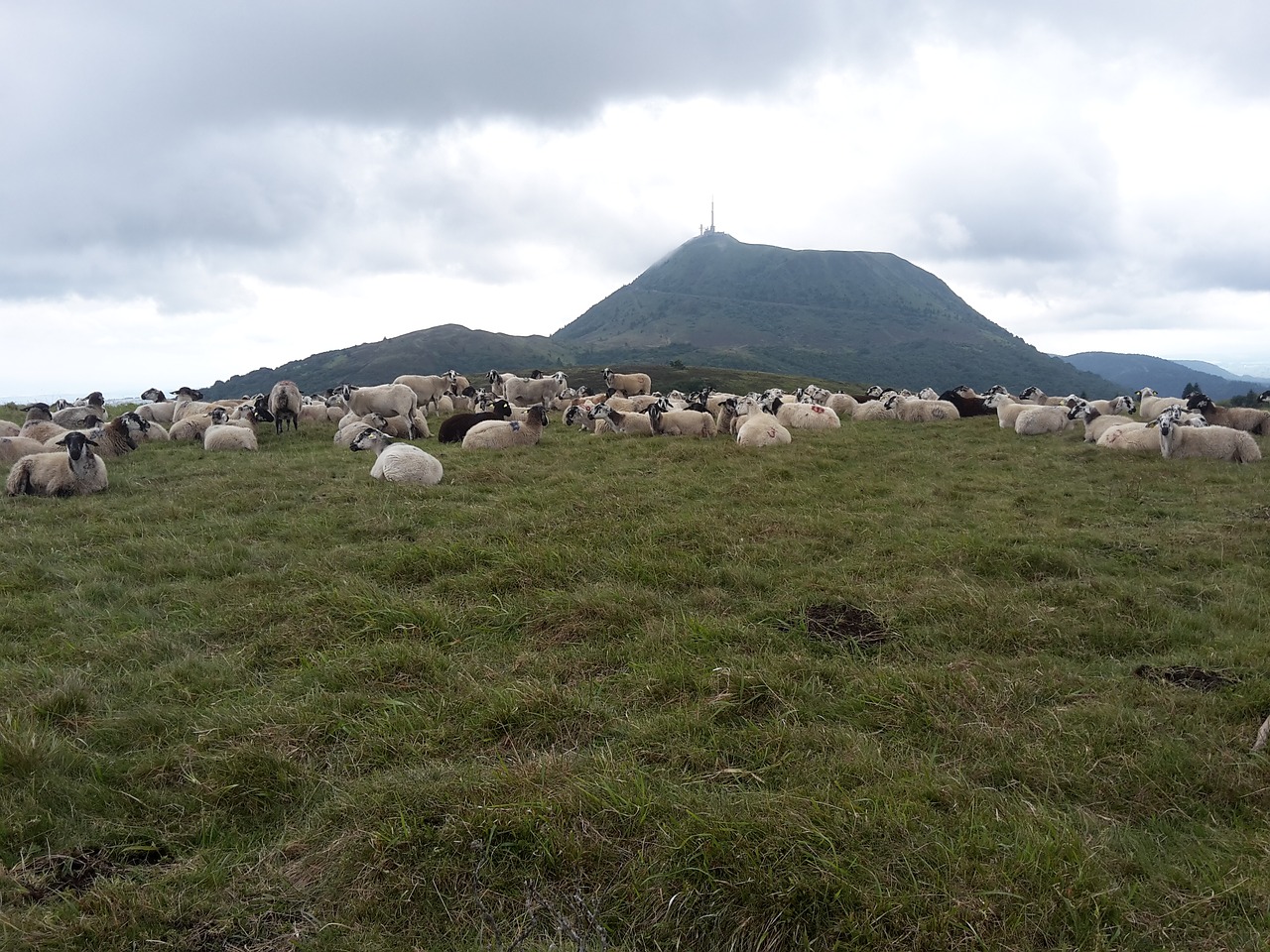 puy-de-dome  sheep  auvergne free photo