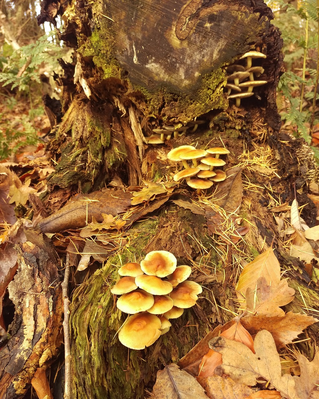 puzzle elves bench leaves free photo