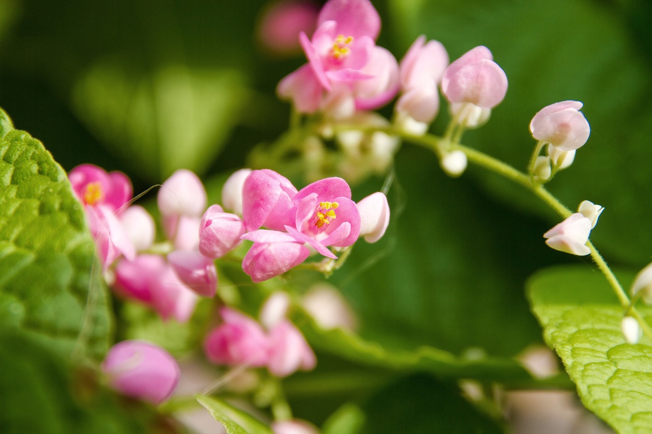 pwgchmpo pink flowers free photo