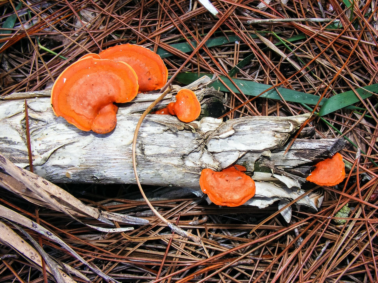 pycnoporus cinnabarinus cinnabar polypore orange free photo