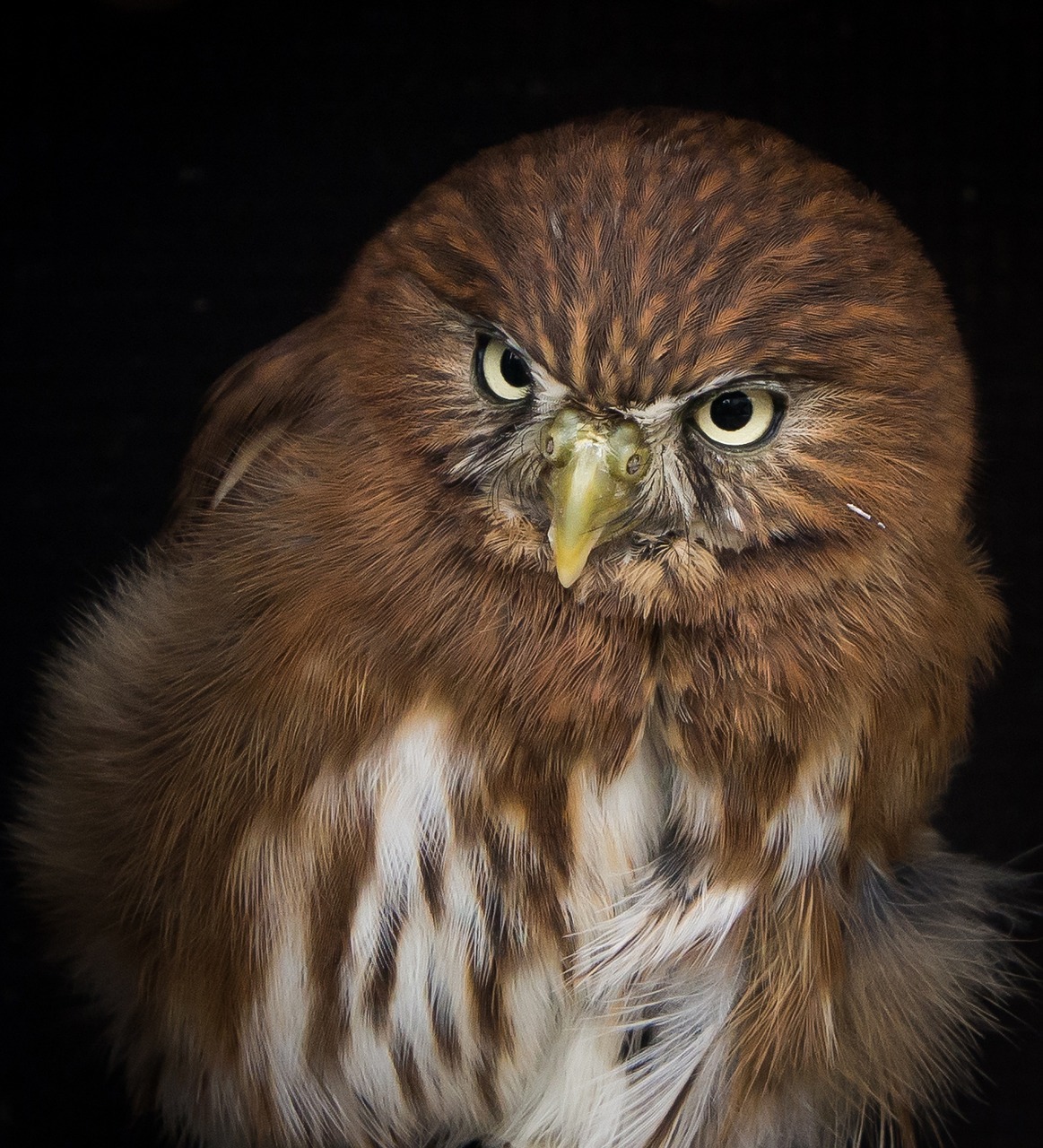 pygmy owl bird free photo