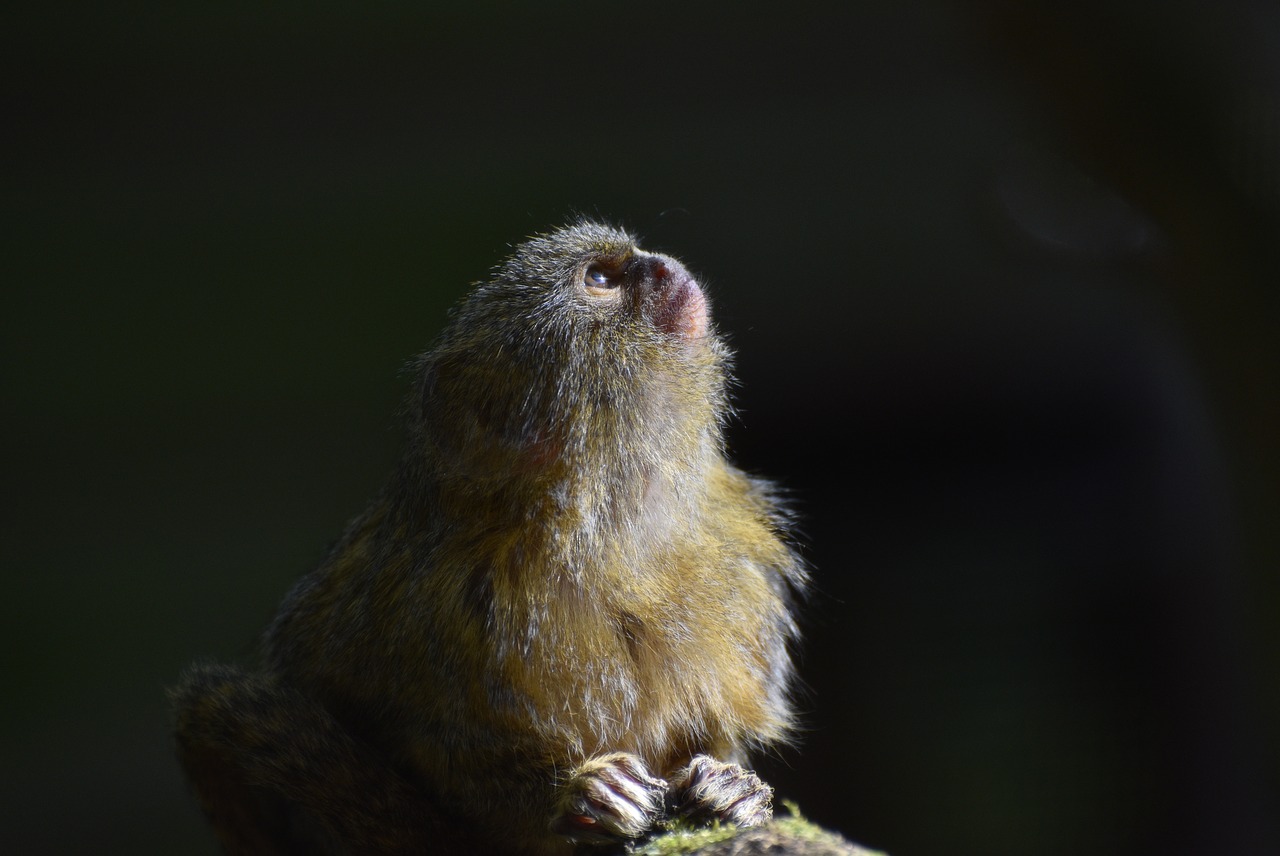 pygmy  marmoset  colombia free photo