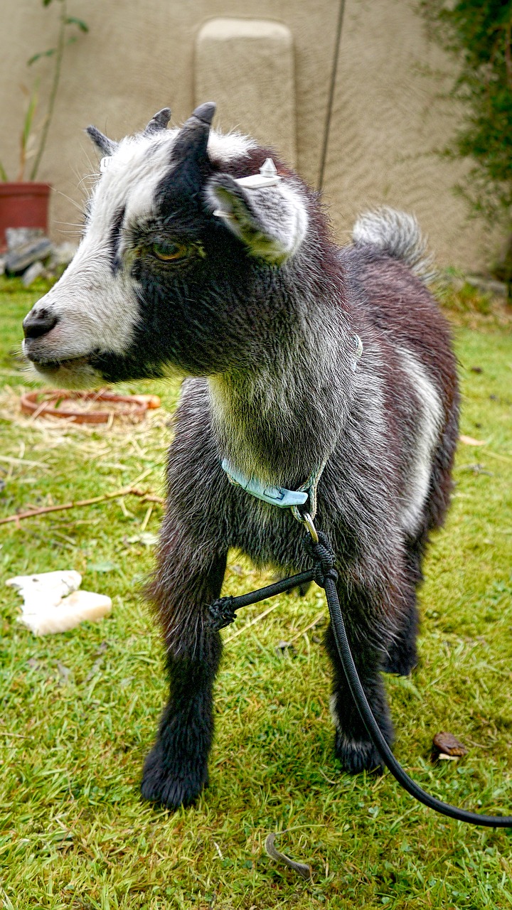 pygmy goat  livestock  animal free photo
