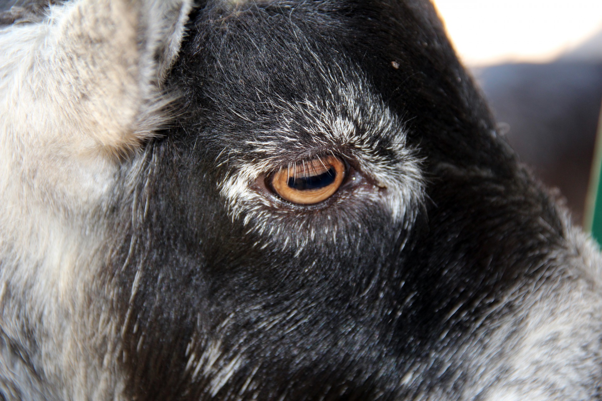 pygmy goat doe free photo