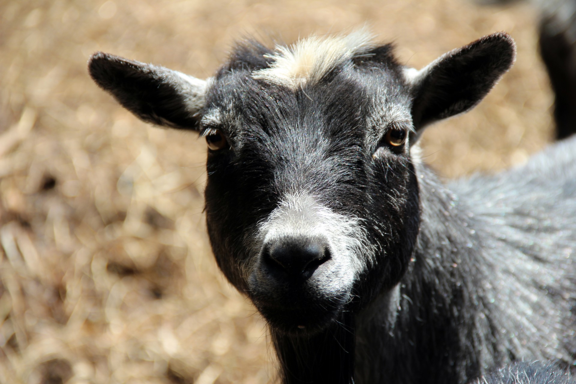 pygmy goat doe free photo