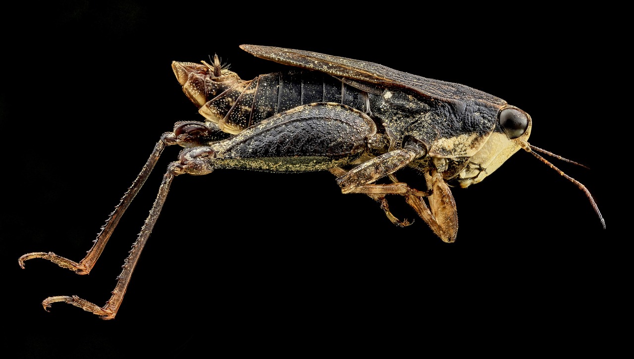 pygmy grasshopper bug insect free photo