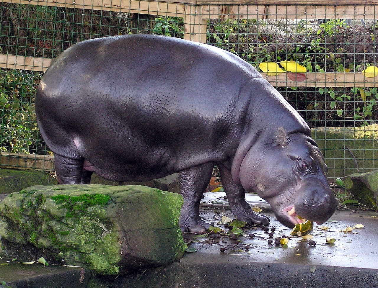 pygmy hippo hippopotamus zoo free photo