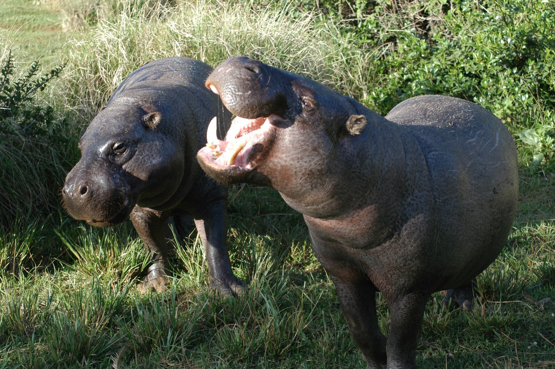 pygmy hippos hippopotamus pair free photo