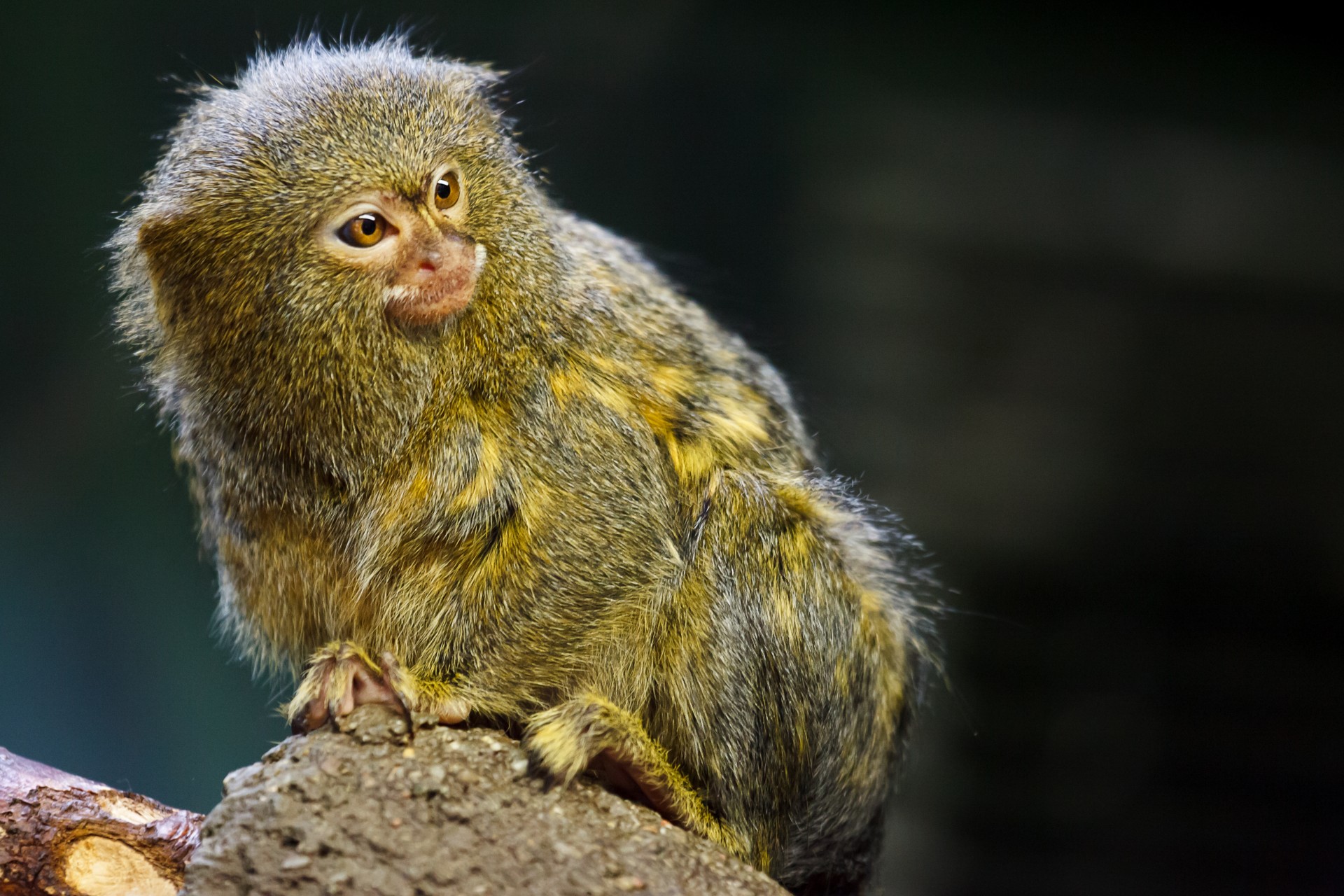 pygmy marmoset monkey callithrix pygmaea free photo