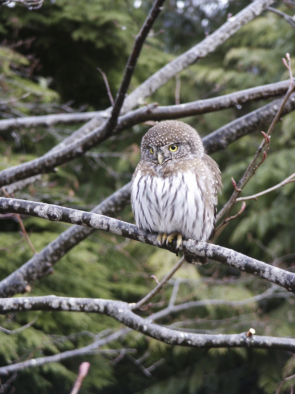 pygmy owl perched bird free photo
