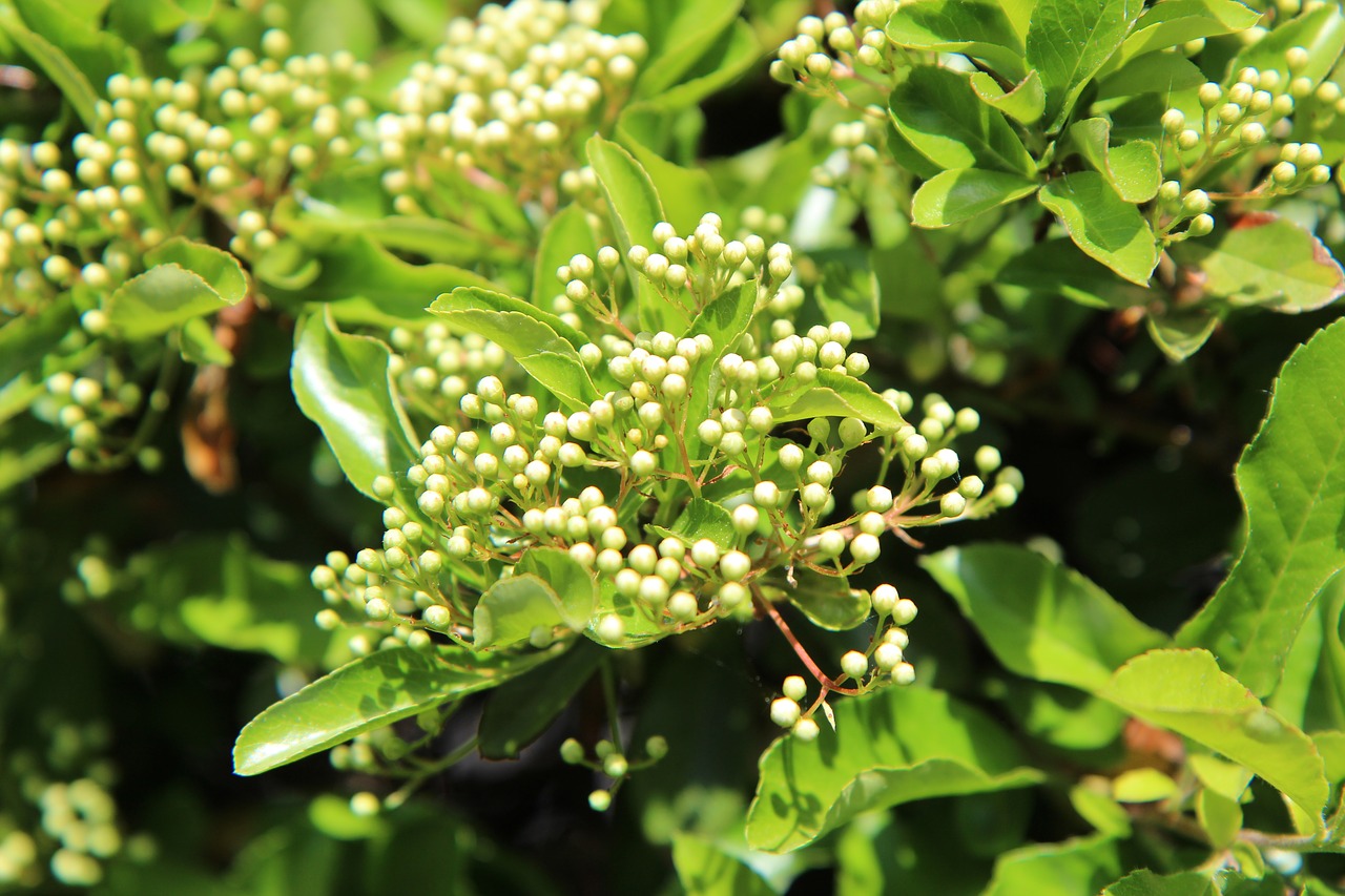 pyracantha  pyracantha shrub  flowers pyracantha free photo