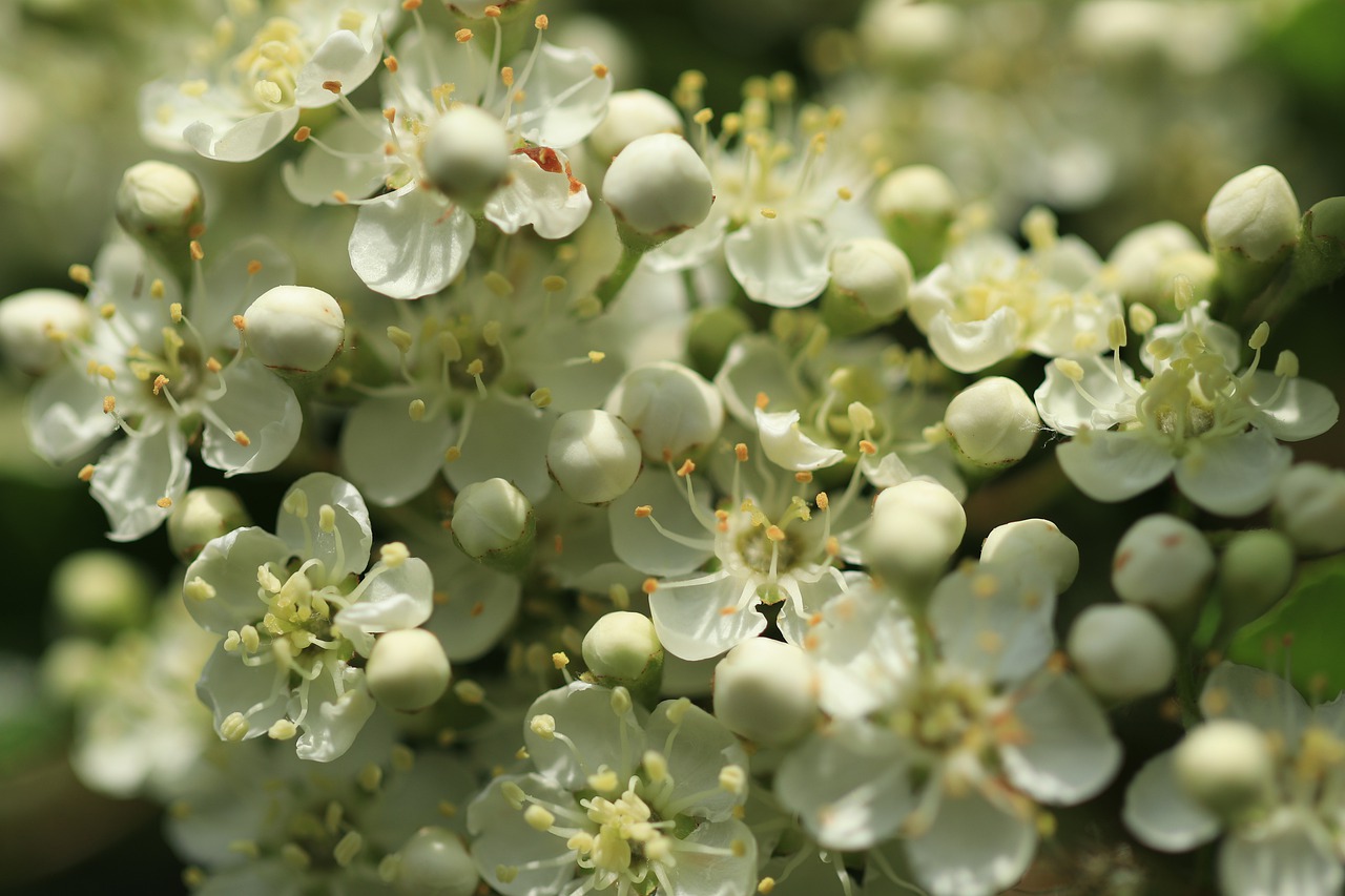 pyracantha  evergreen  bush free photo