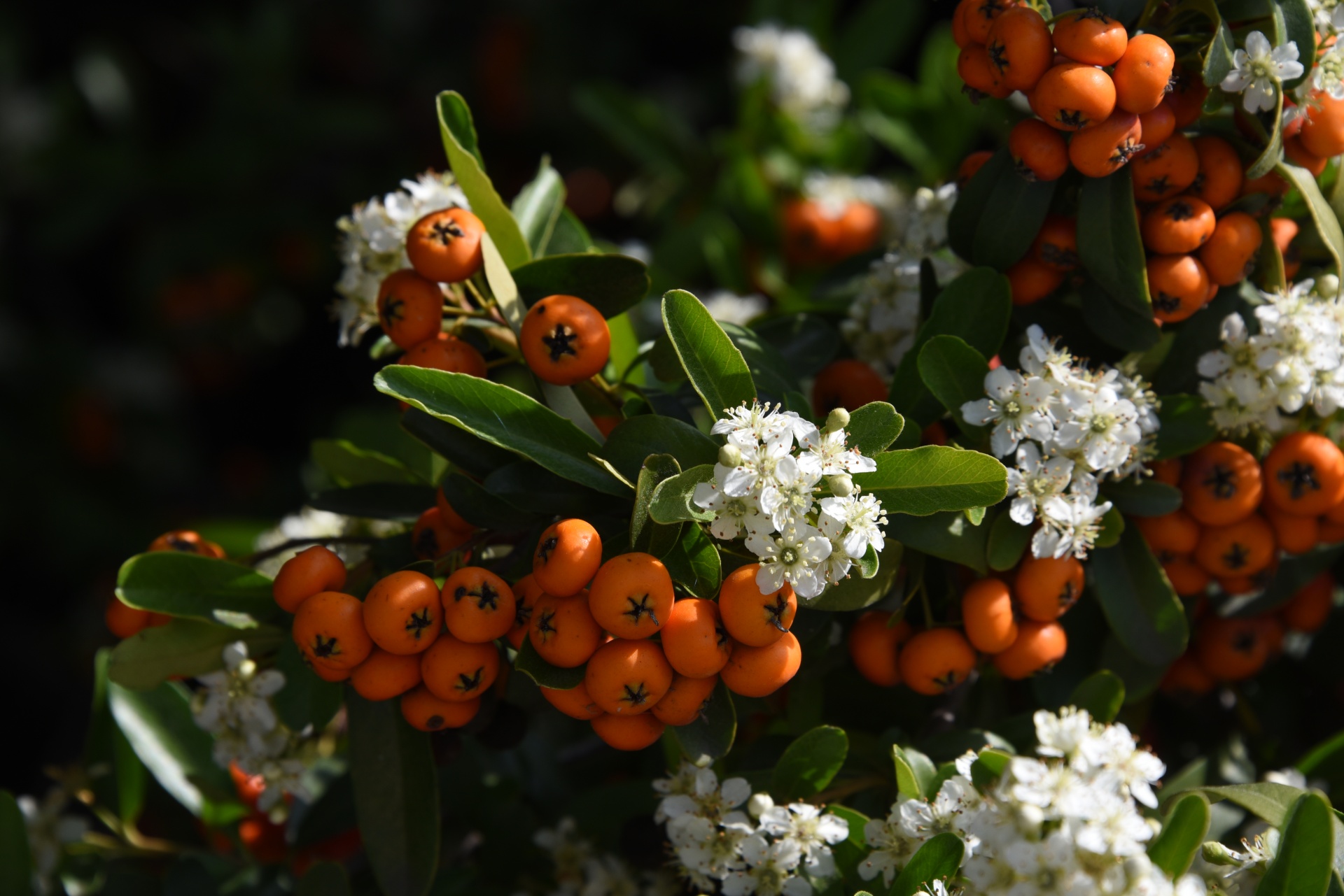 pyracantha buds blooms free photo