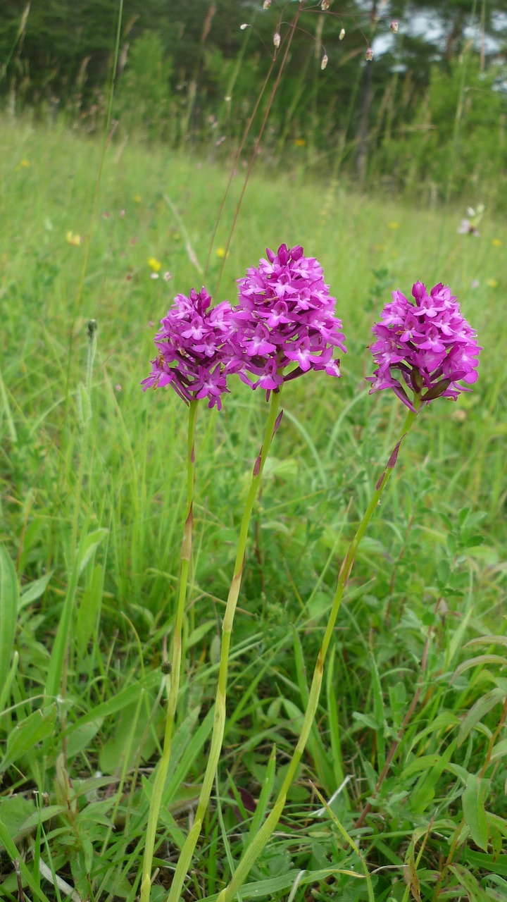 pyramidenwurz german orchid beautiful free photo