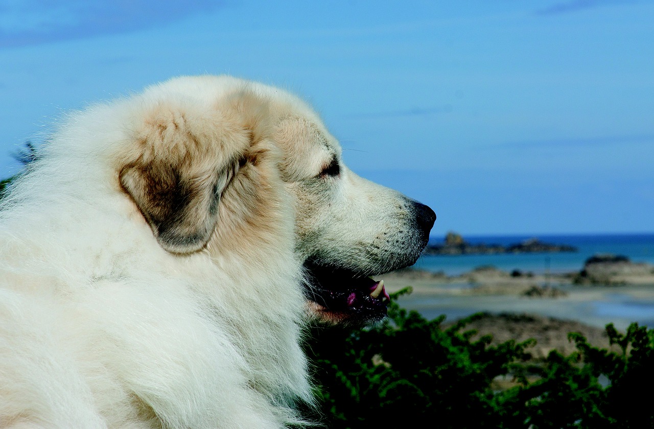 pyrenean mountain dog dog more free photo