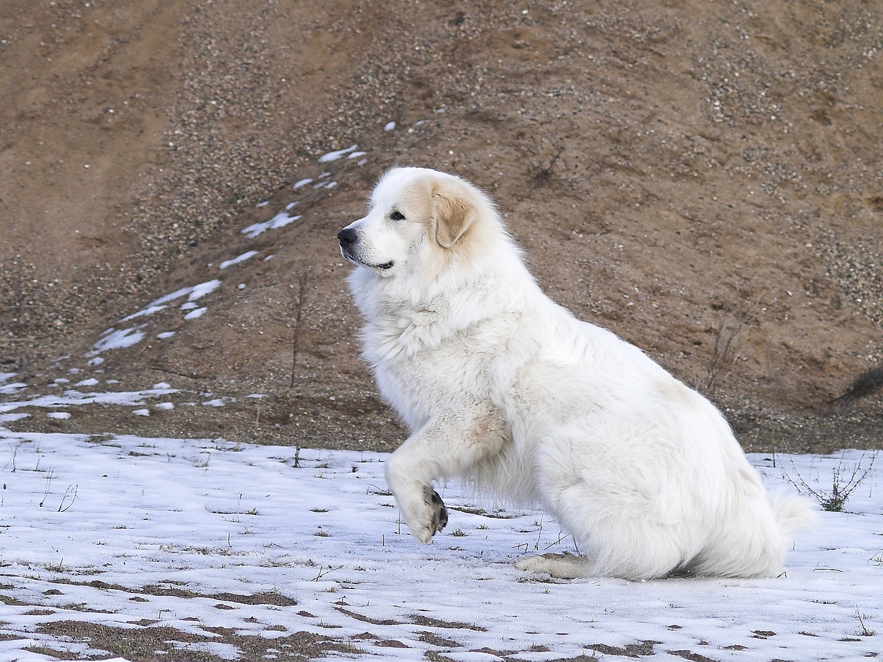 pyrenean mountain dog jump movement free photo