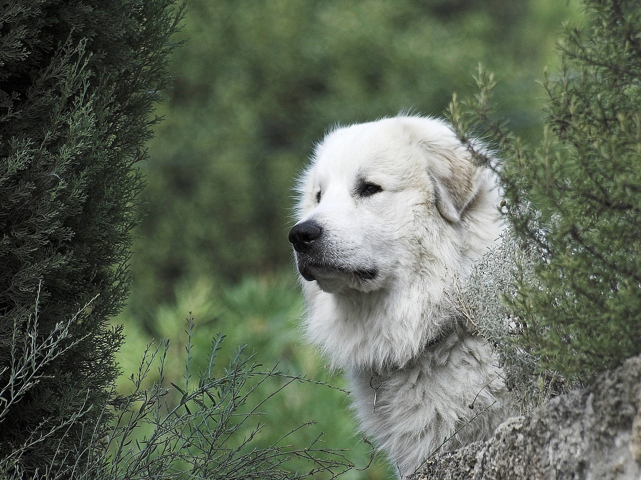 pyrenean mountain dog head male free photo