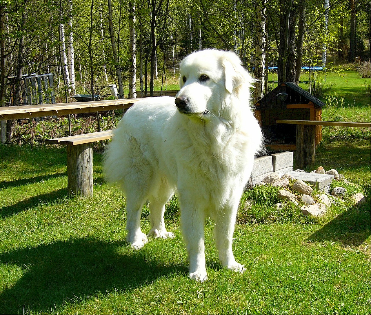 pyrenean mountain dog great pyrenees canine free photo
