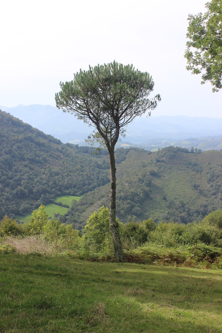 pyrenee mountain lanne in baretous free photo