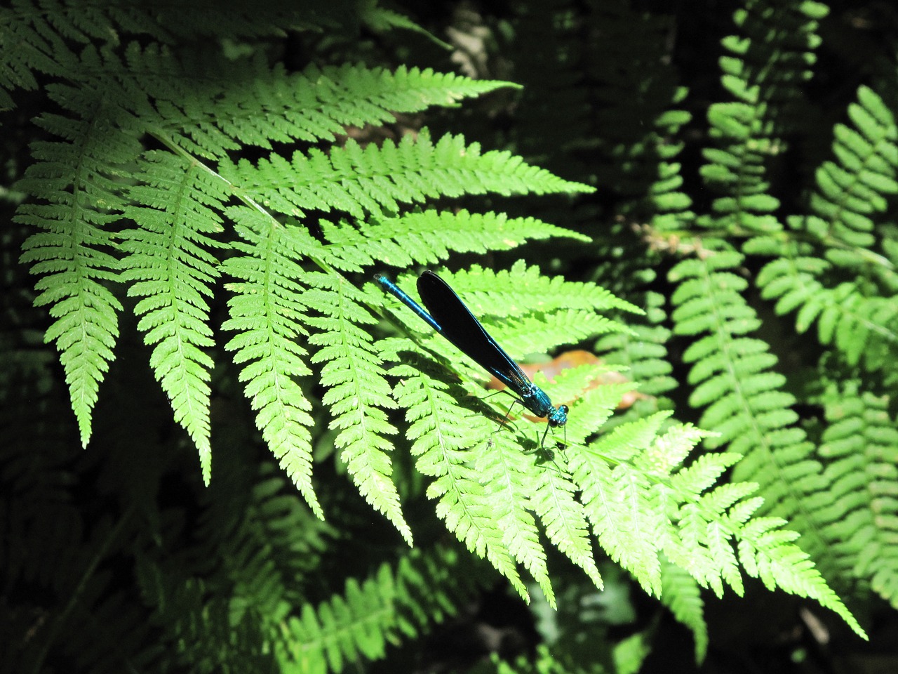 pyrenees ferns dragonfly free photo