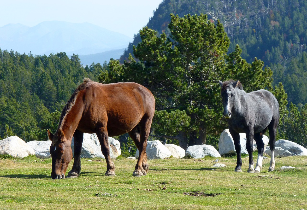 pyrénées pastures horse free photo