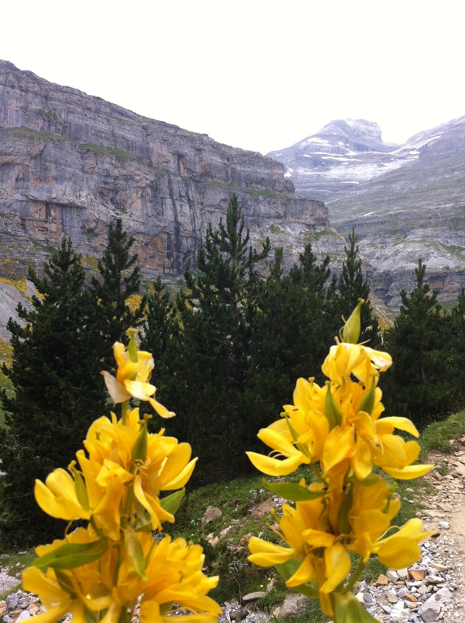 pyrenees flowers mountain free photo