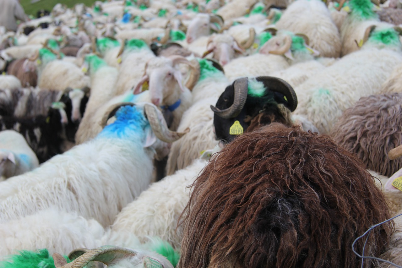 pyrénées sheep herd free photo