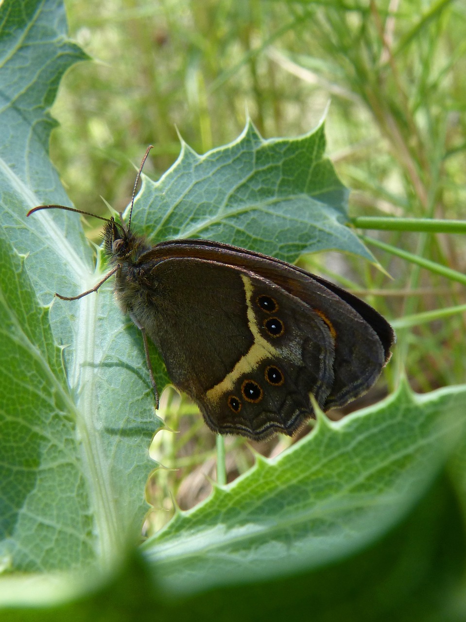 pyronia bathseba butterfly lobito list free photo