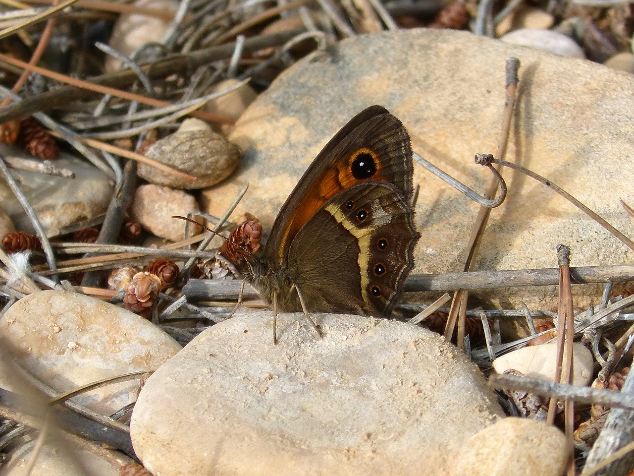 pyronia bathseba butterfly lobito list free photo