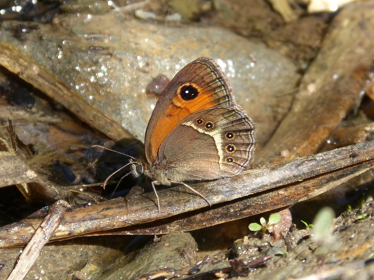 pyronia bathseba butterfly lobito list free photo