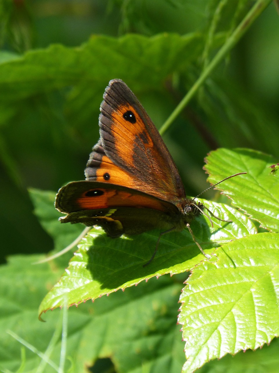 pyronia bathseba butterfly lobito list free photo