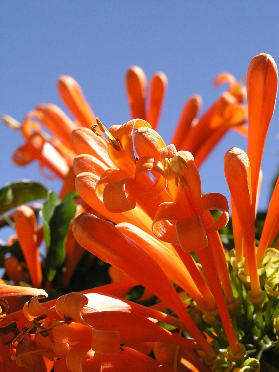 pyrostegia orange flower free photo