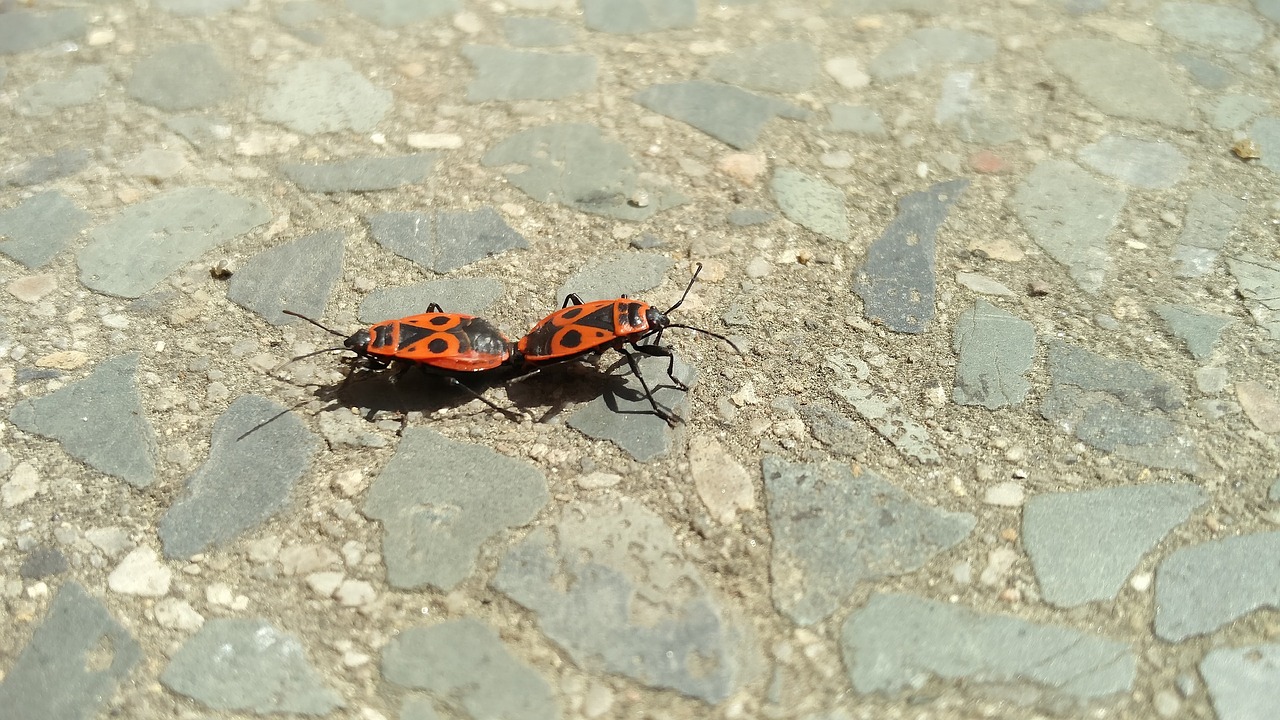 pyrrhocoris apterus mating insects free photo