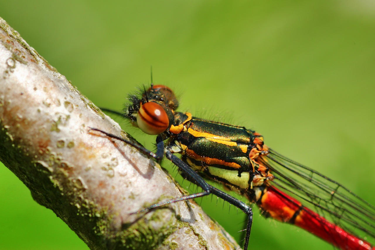 pyrrhosama nymphula  dragonfly  adonis dragonfly free photo