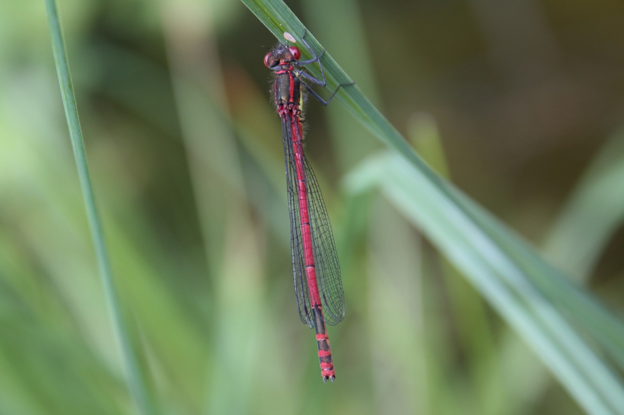 pyrrhosoma nymphula  early adonis dragonfly  adonis dragonfly free photo