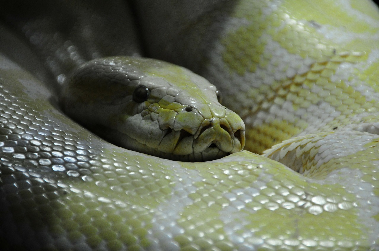 python snake boa free photo