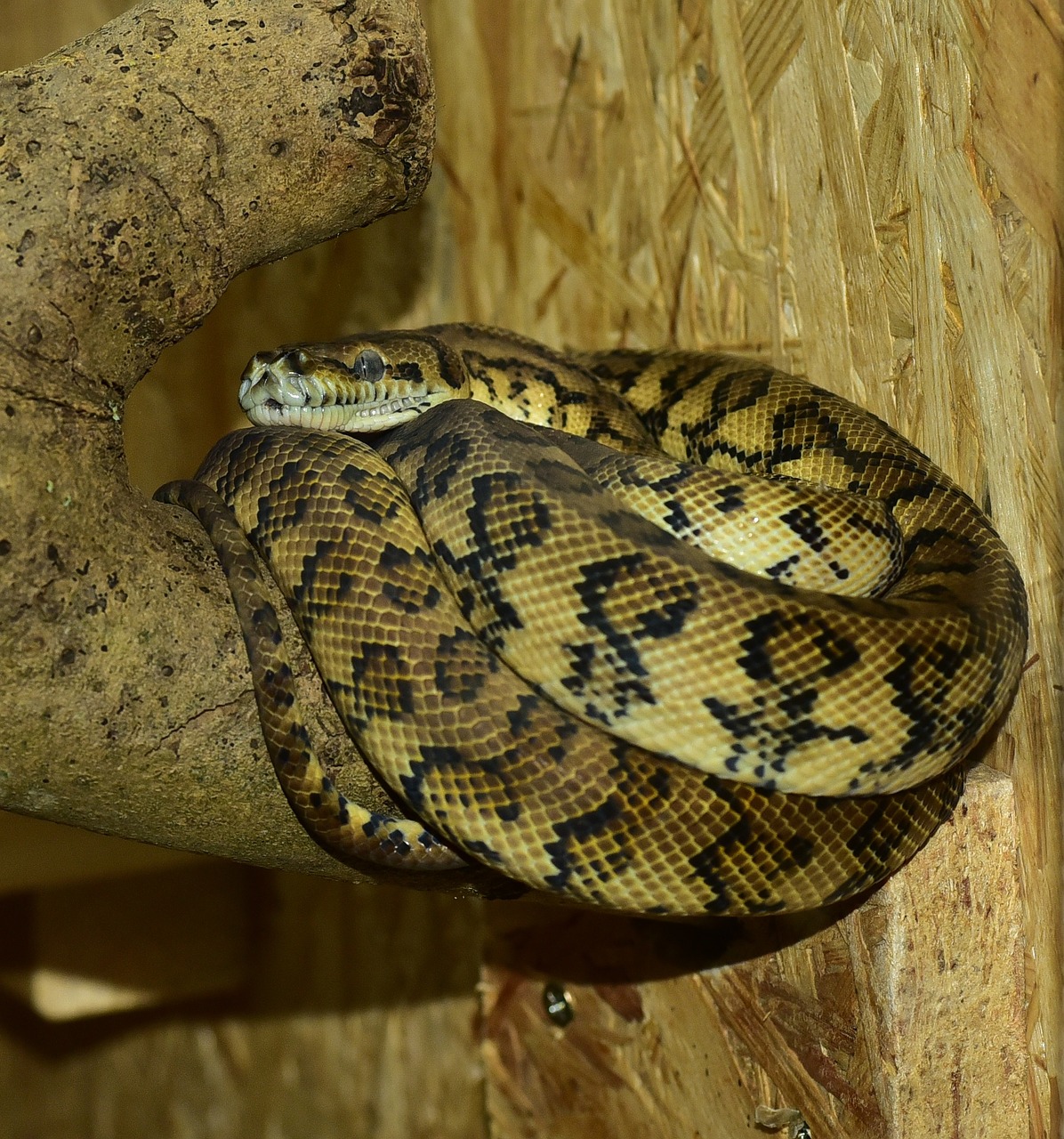 python snake carpet python free photo