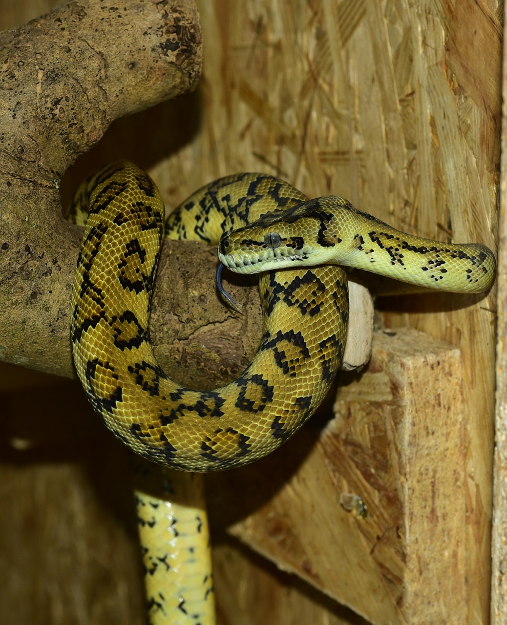 python snake carpet python free photo