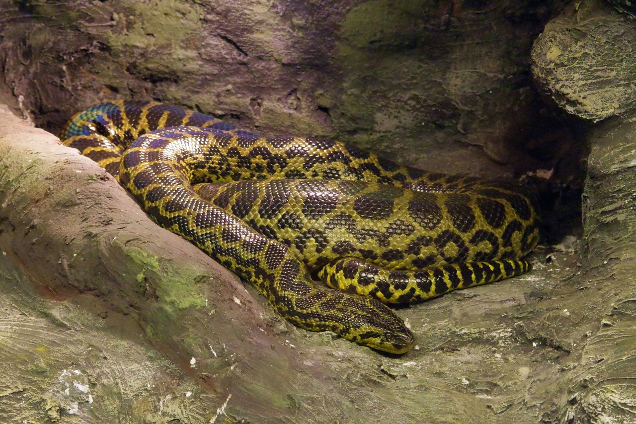 python snake colorful free photo
