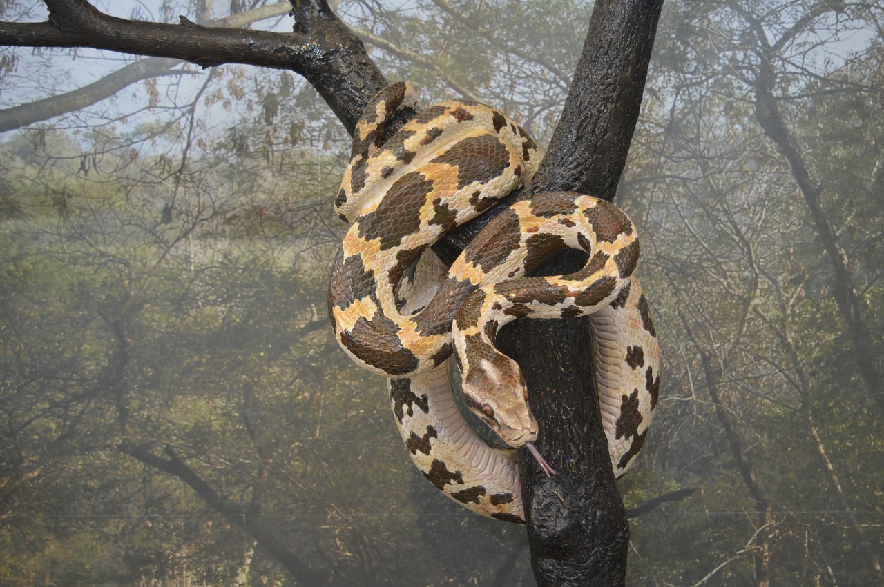 python snake wildlife free photo