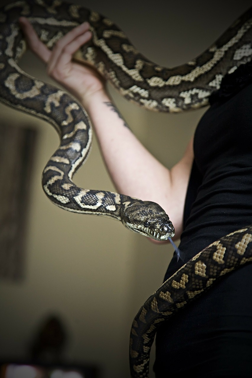 python snake pet free photo