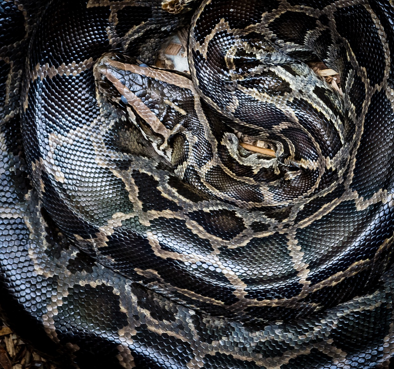 python snake wildlife free photo