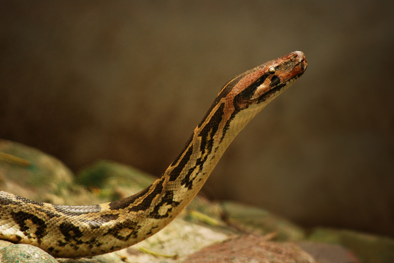 python snake reptile free photo