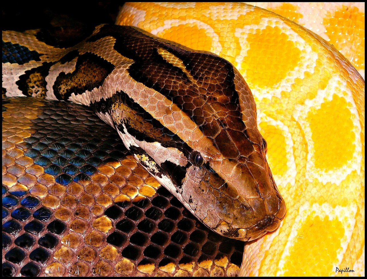 python snakes snake free photo